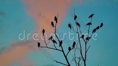鸟雀的秋天叫蓝天从树上起飞。 一群乌鸦，黑鸟，干燥的生活方式树。 鸟鸟